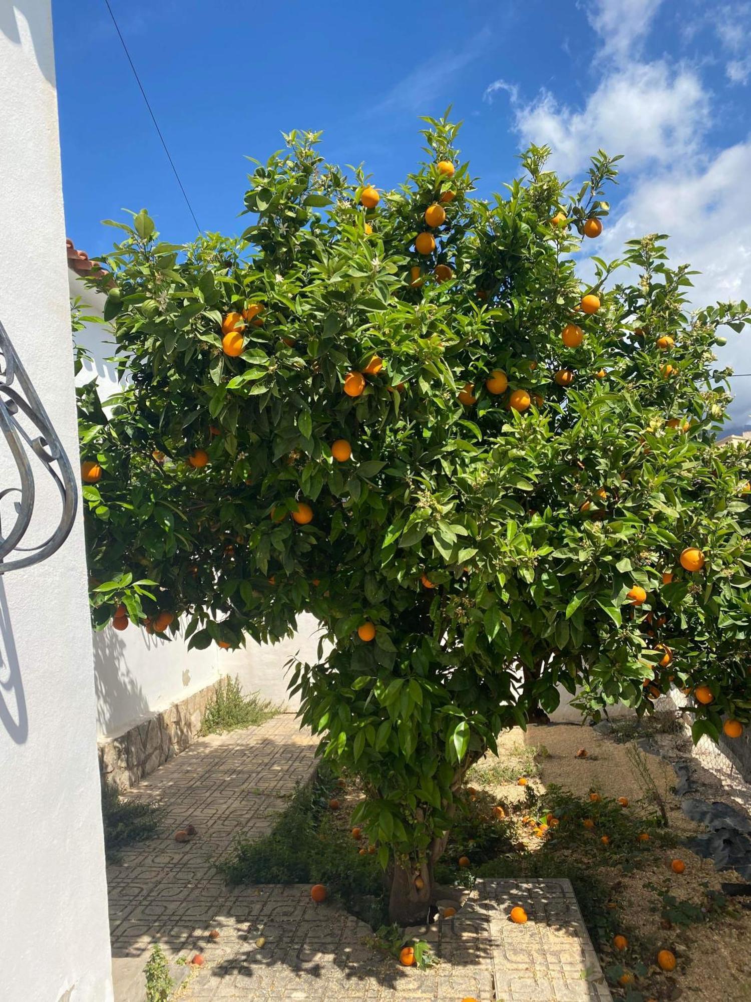 Villa Foya Blanca Foyes Blanques Eksteriør bilde